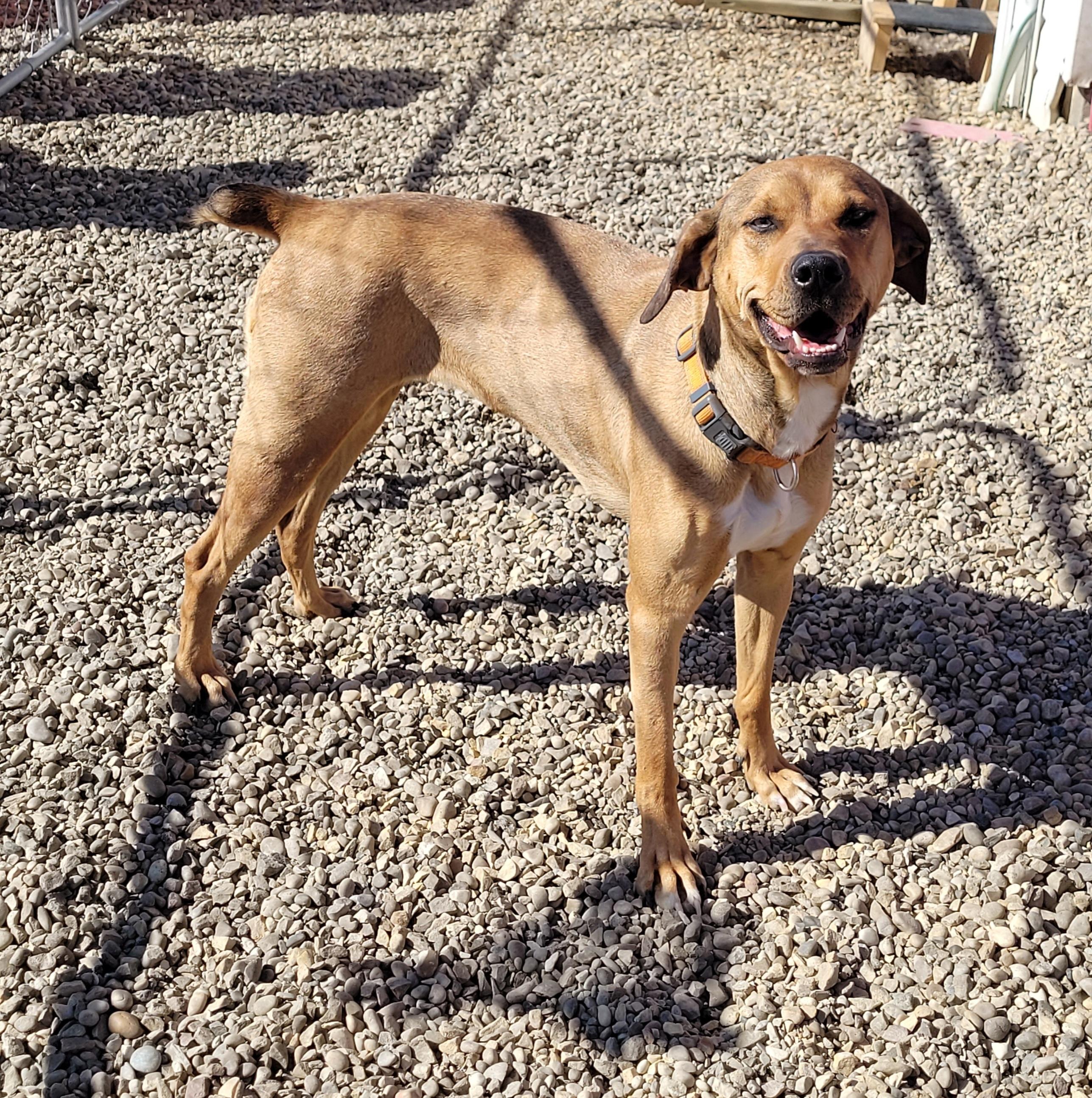 Enlarge Cinnamon, a Adoptable Boxer in Lacombe, AB image 3/5