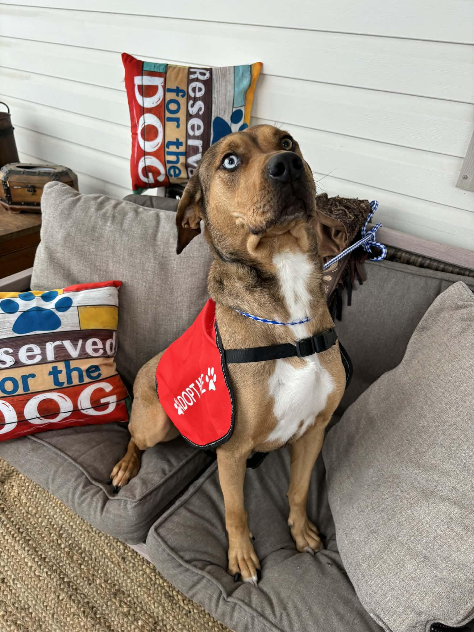 Cinnamon, Adoptable, Adult Female Boxer.