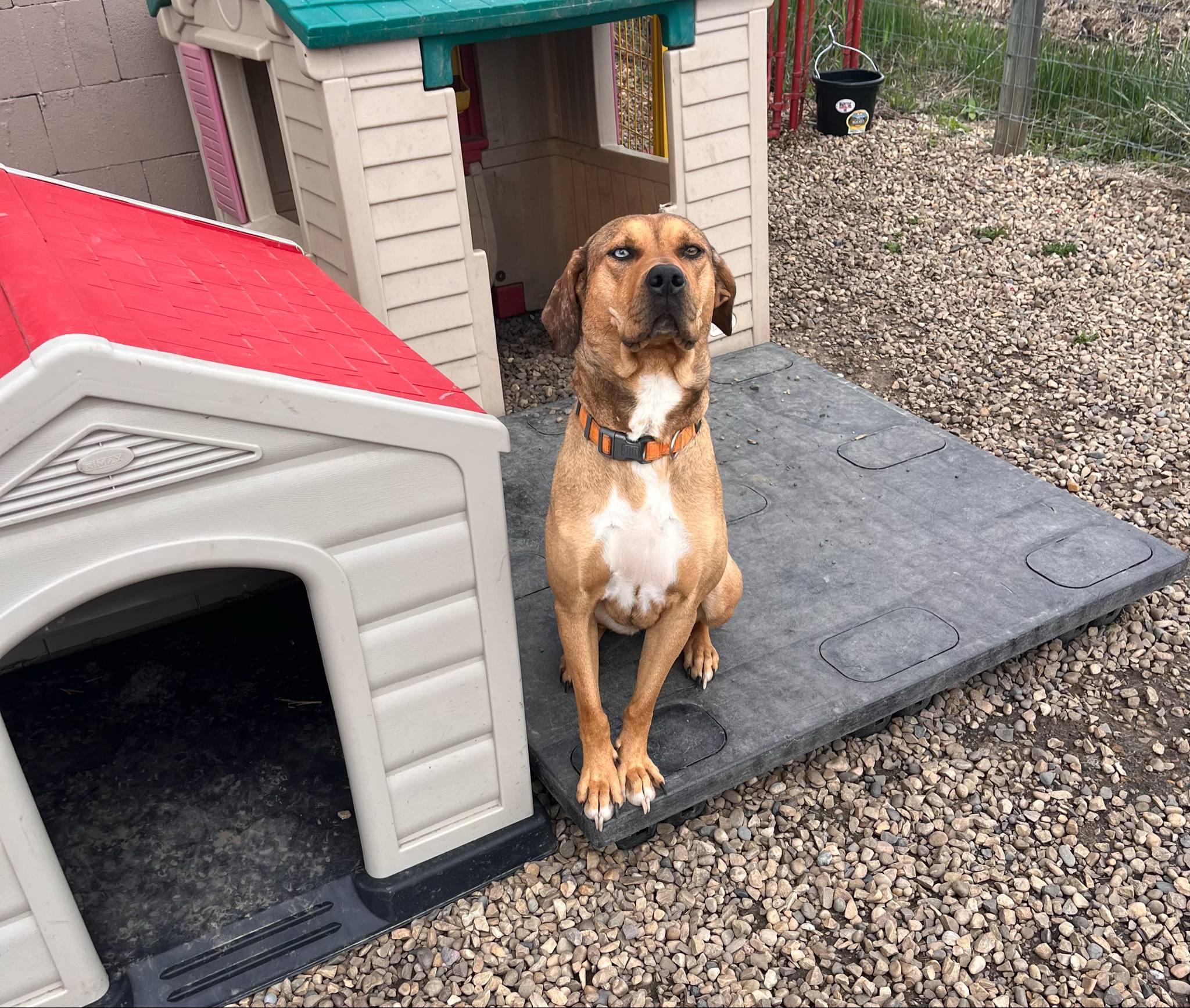 Enlarge Cinnamon, a Adoptable Boxer in Lacombe, AB image 5/5