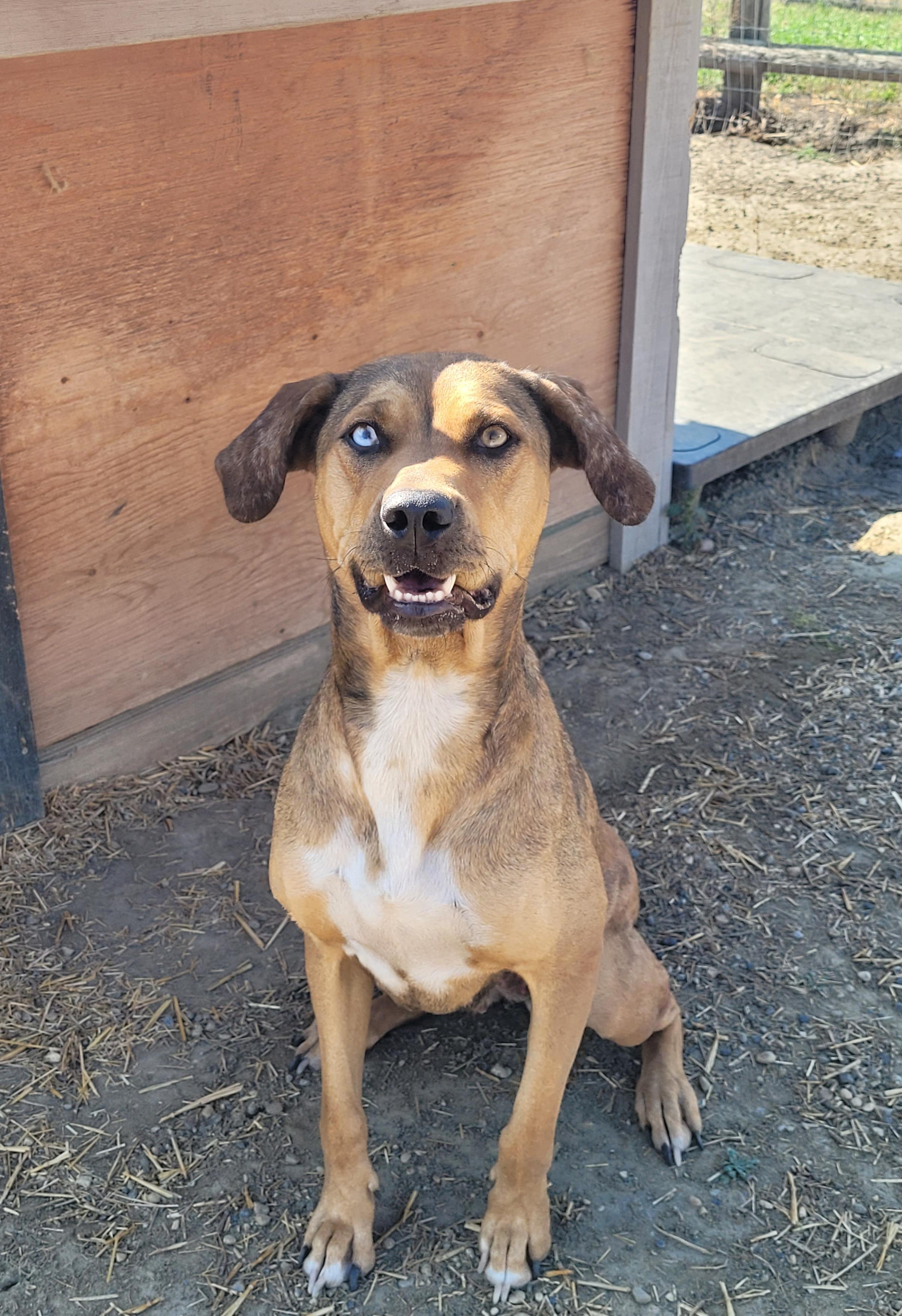 Enlarge Cinnamon, a Adoptable Boxer in Lacombe, AB image 1/5