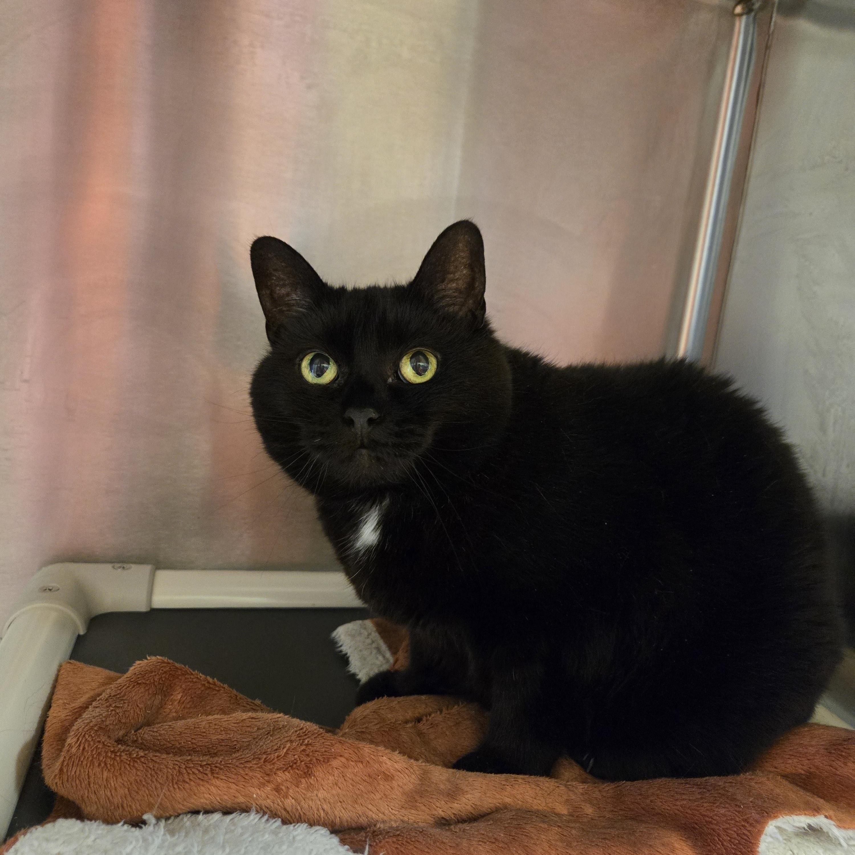 Gertrude, ADOPTABLE, Senior Female Domestic Short Hair.