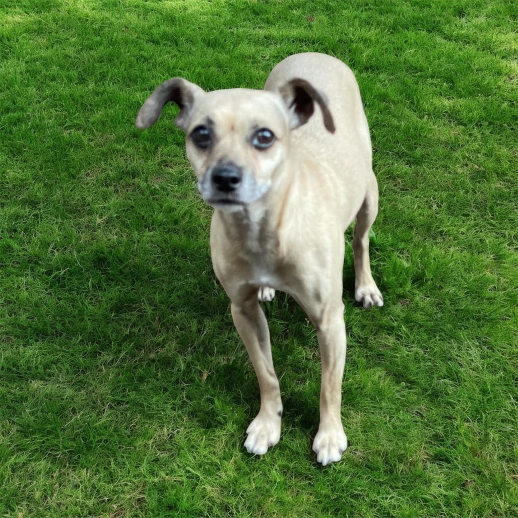 TREENA, an adoptable Fox Terrier in Graham, WA, 98338 | Photo Image 3