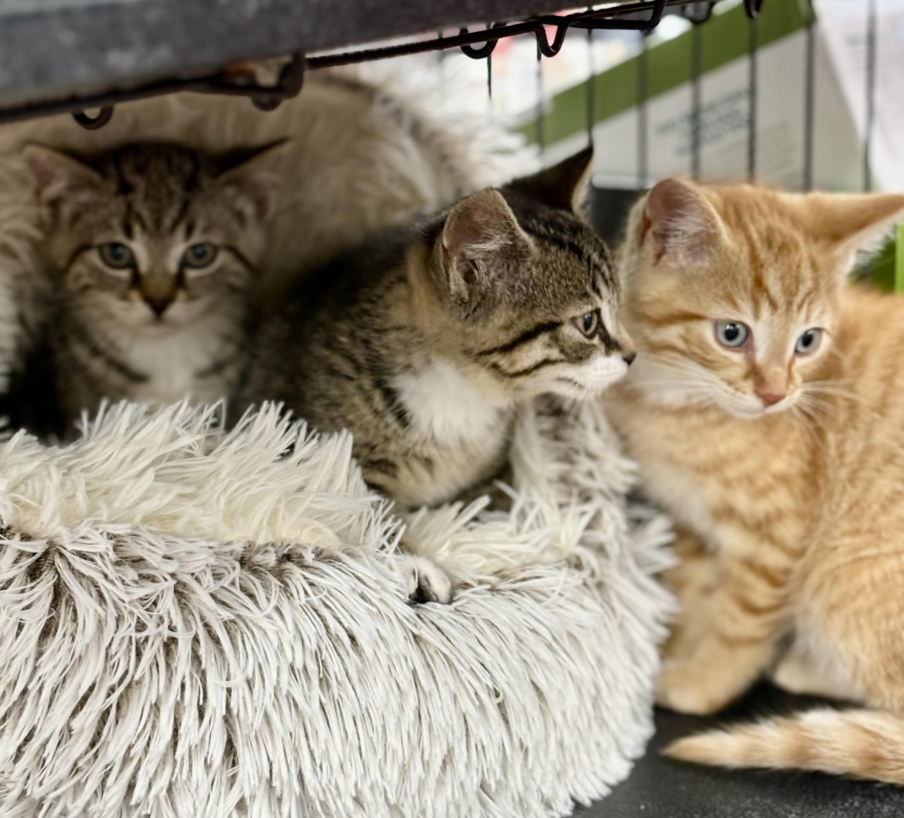 3 Kittens-Pet Valu Mavis