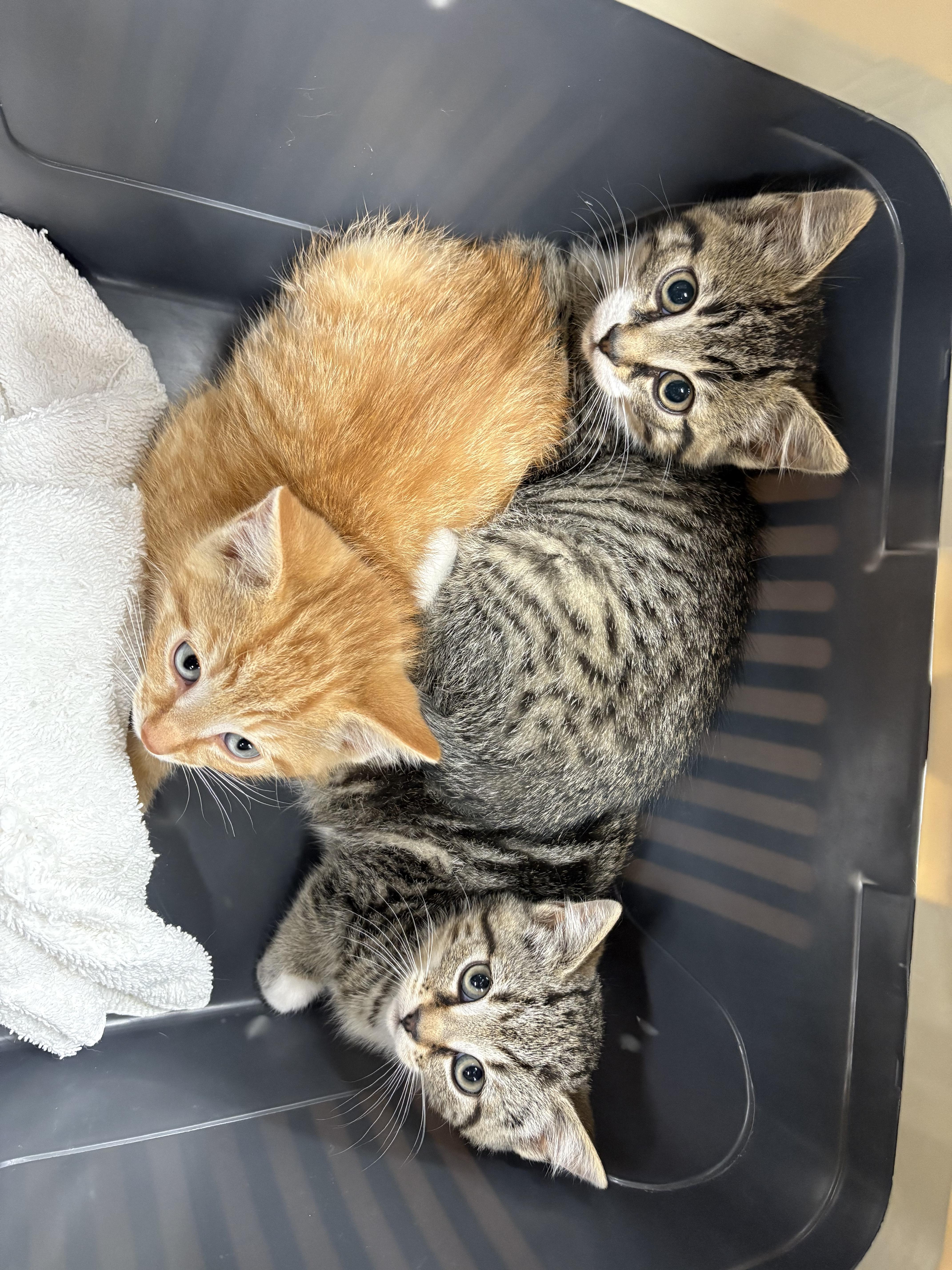 3 Kittens-Pet Valu Mavis photo 4