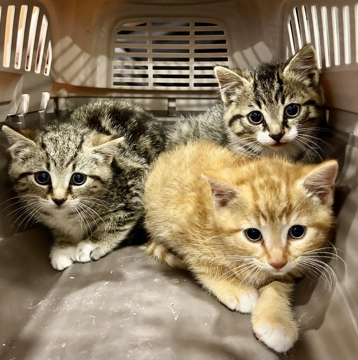 3 Kittens-Pet Valu Mavis photo 3