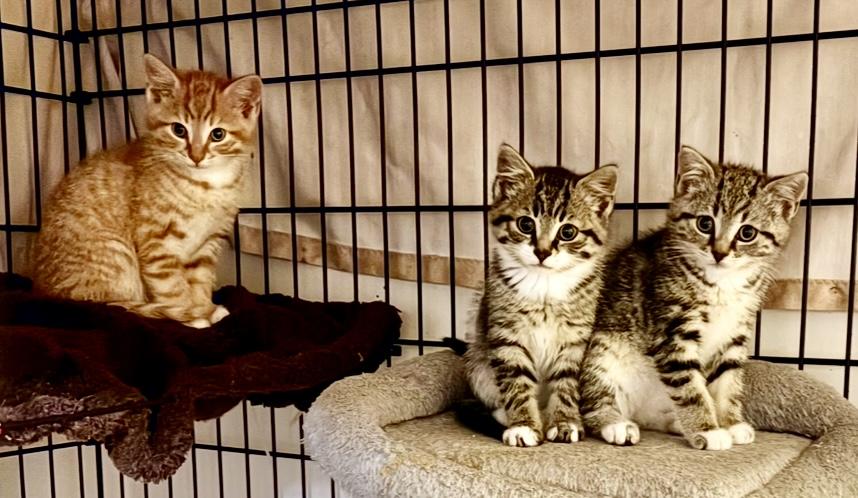 3 Kittens-Pet Valu Mavis photo 2