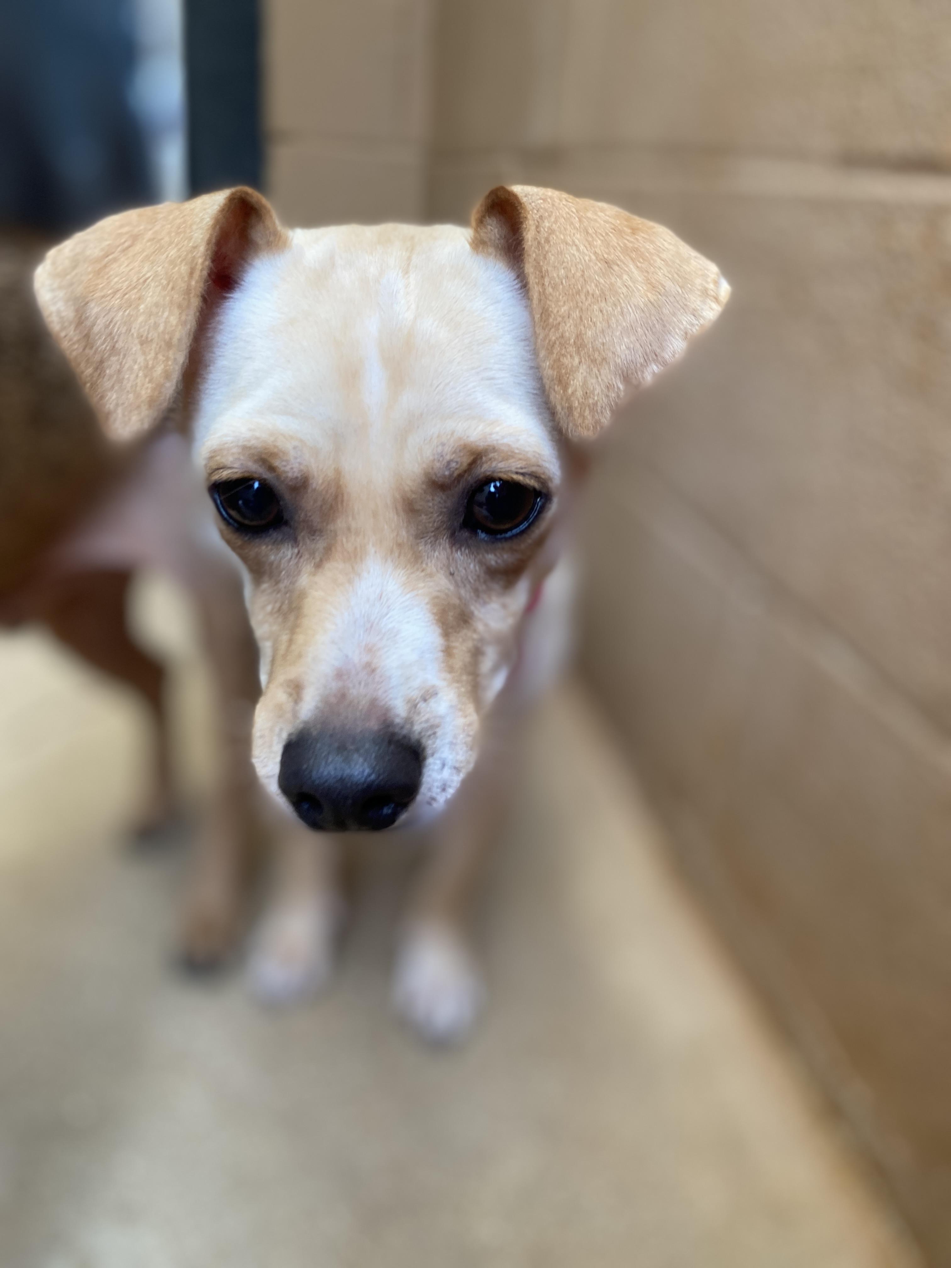 Sierra, a Adoptable mixed breed in Bulverde, TX image 2/6