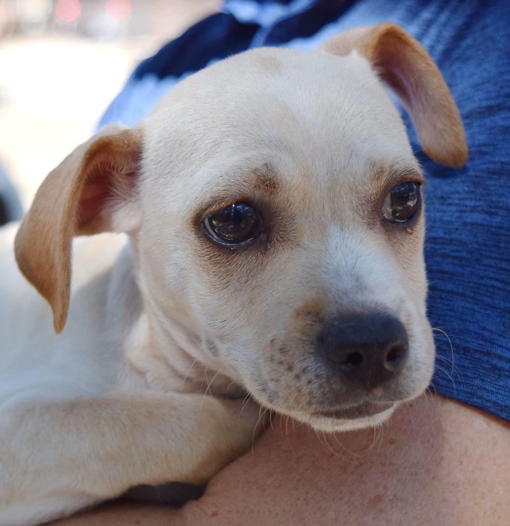 Sierra, a Adoptable mixed breed in Bulverde, TX image 5/6