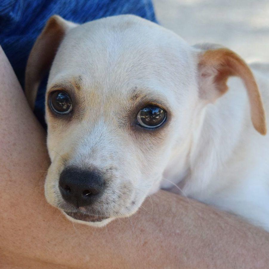 Sierra, a Adoptable mixed breed in Bulverde, TX image 1/6
