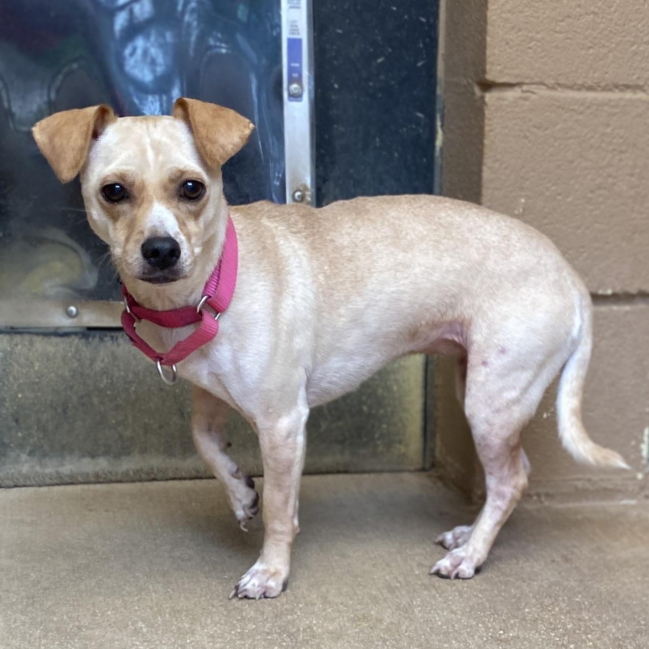 Sierra, a Adoptable mixed breed in Bulverde, TX image 6/6