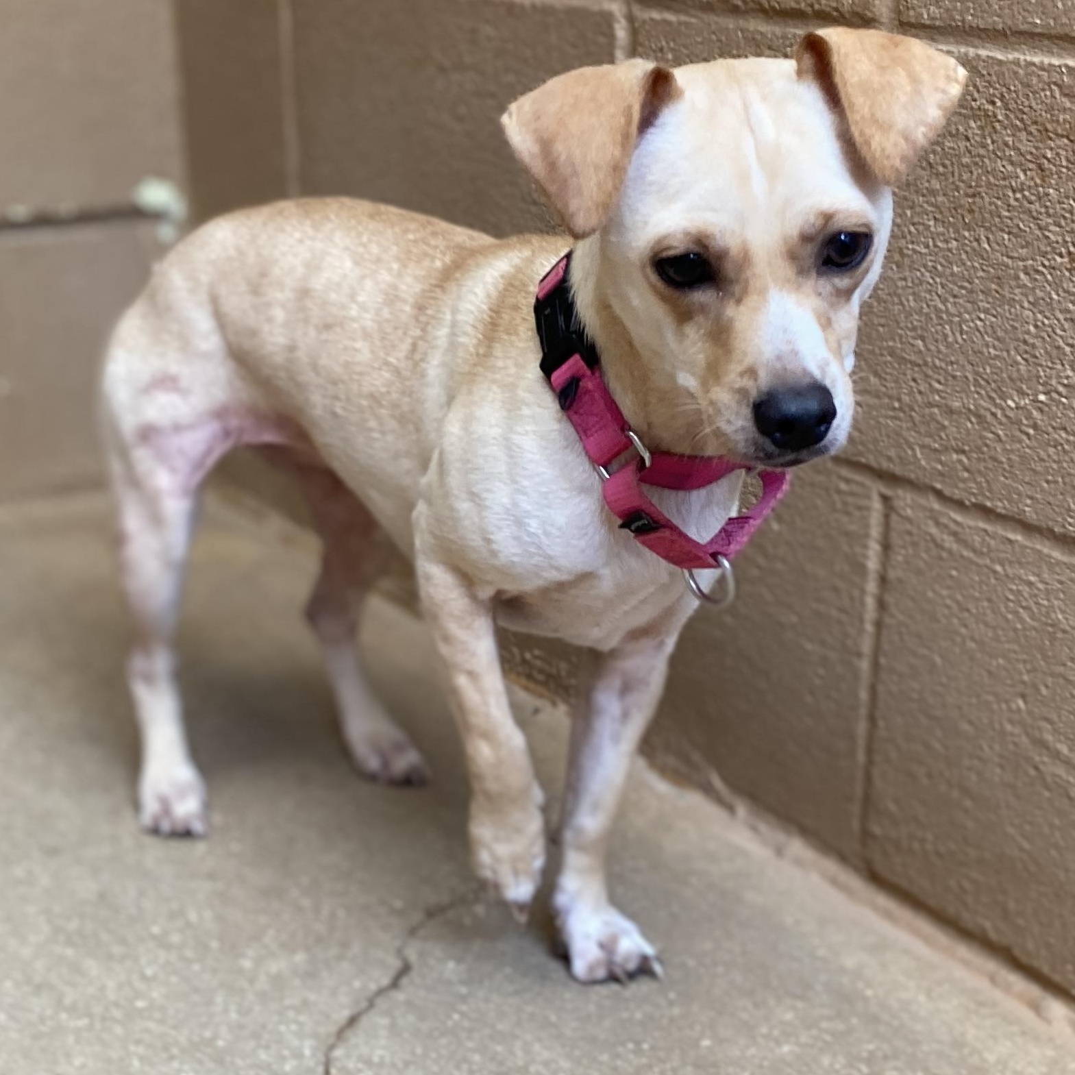 Sierra, a Adoptable mixed breed in Bulverde, TX image 4/6