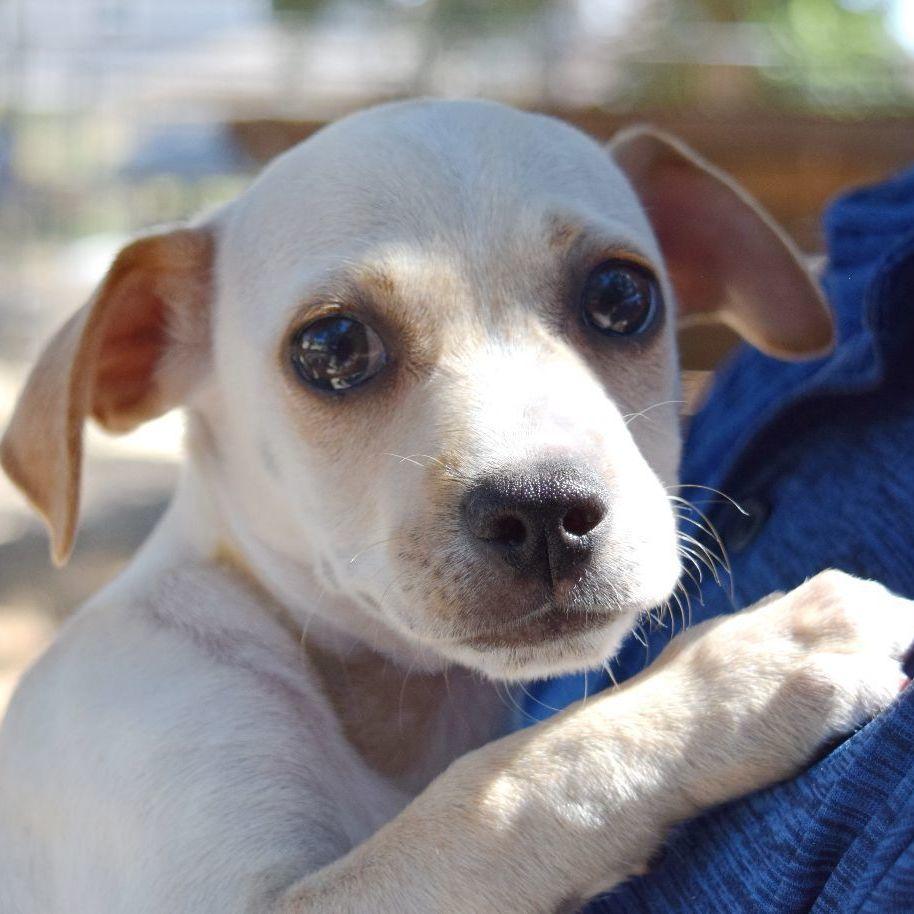 Sierra, a Adoptable mixed breed in Bulverde, TX image 3/6