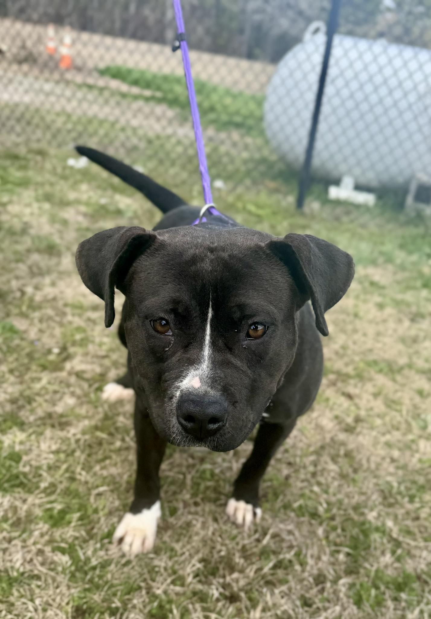 Enlarge Miso, a ADOPTABLE American Bully in Chesterfield, SC image 2/2