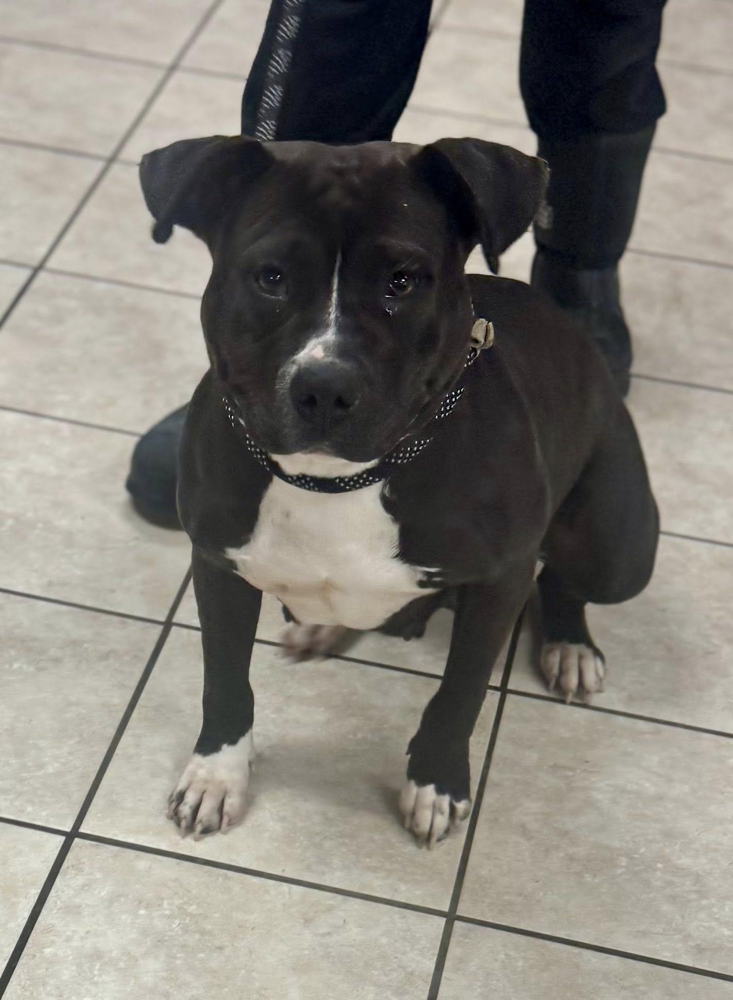 Miso, ADOPTABLE, Adult Female American Bully.
