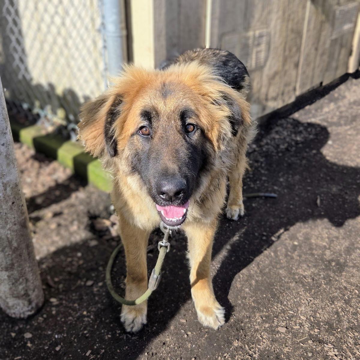 Gibson — thumbnail 2