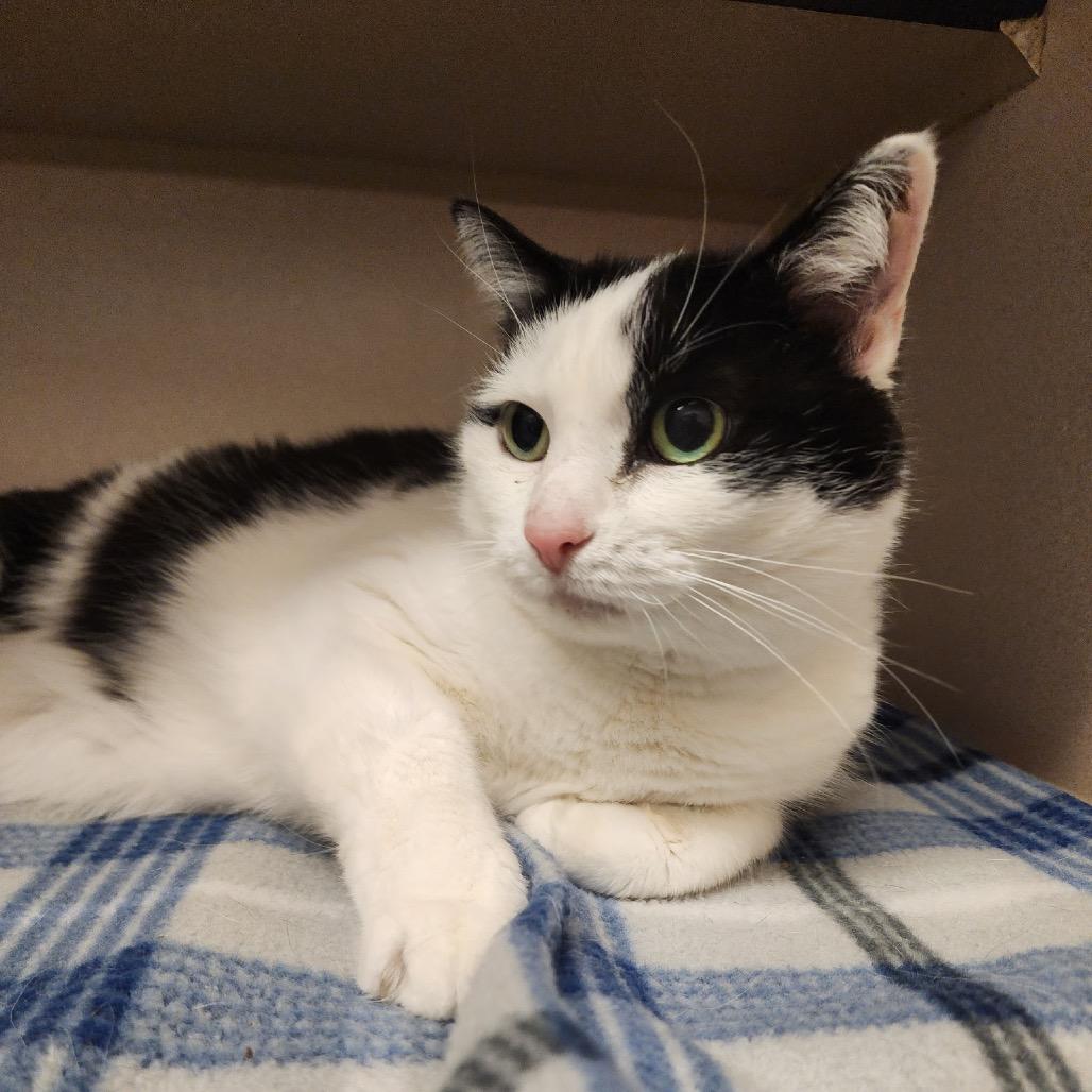 Sassie, Adoptable, Senior Female Domestic Medium Hair.