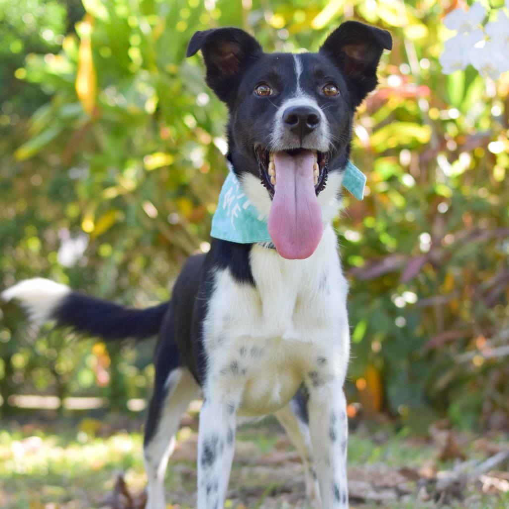 Enlarge Zeke, a Adoptable Mixed Breed in Kailua Kona, HI image 1/2
