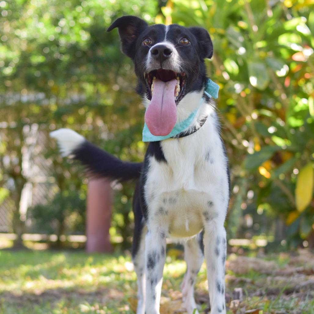 Enlarge Zeke, a Adoptable Mixed Breed in Kailua Kona, HI image 2/2