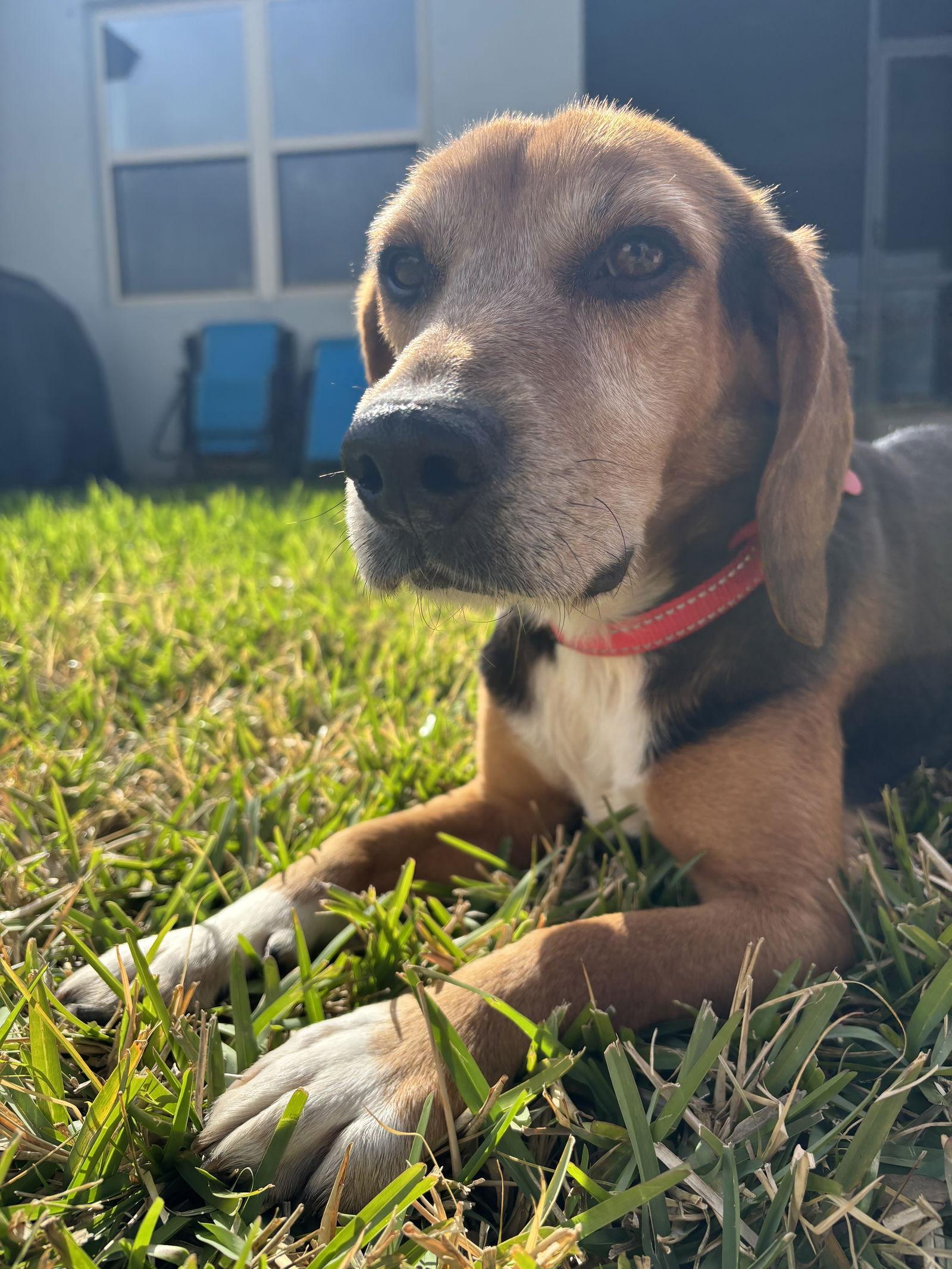 Julius, Adopted, Adult Male Beagle.