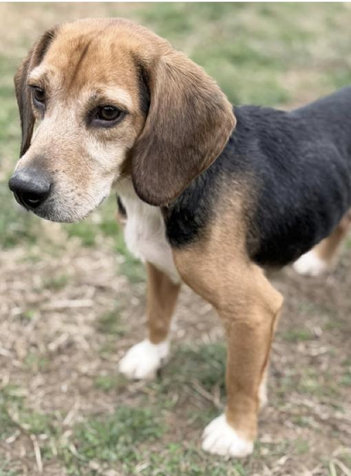 Julius, a Adopted Beagle in Tampa, FL image 3/3