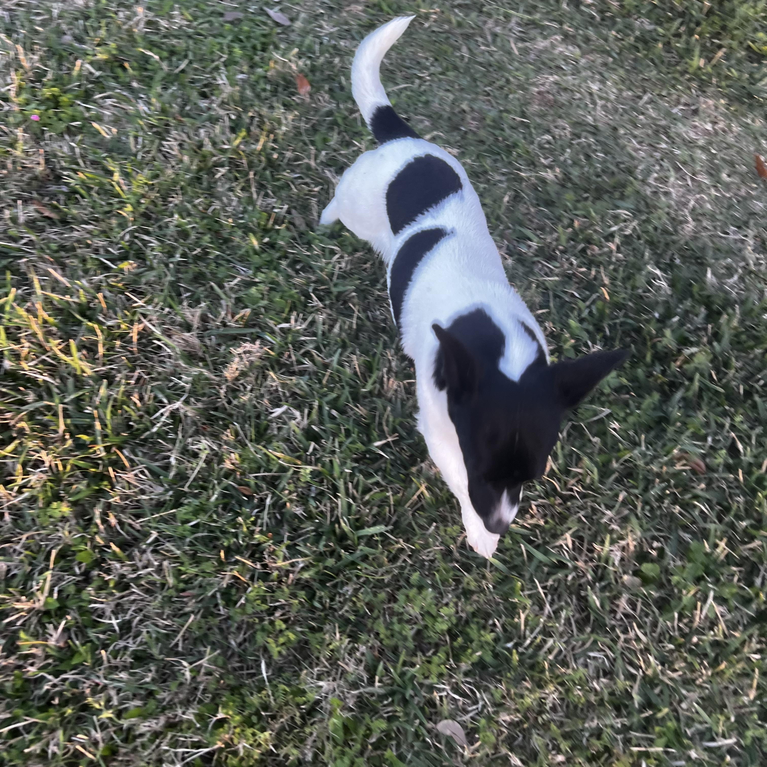 Chey — thumbnail 4