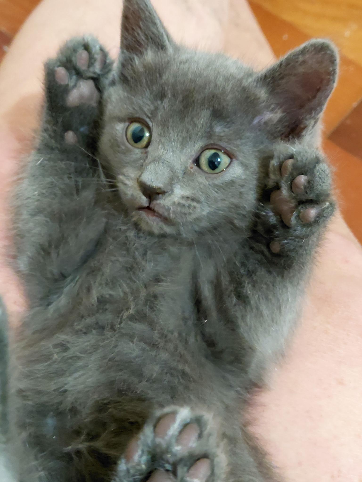 Bluey, Adoptable, Kitten Female Russian Blue.