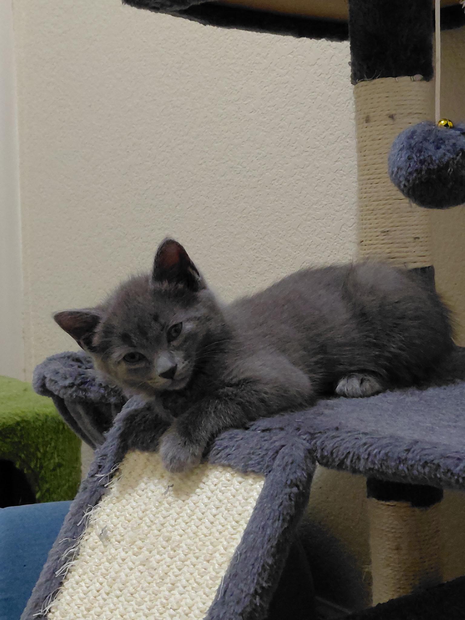 Bluey, a Adoptable Russian Blue in Petaluma, CA image 2/3