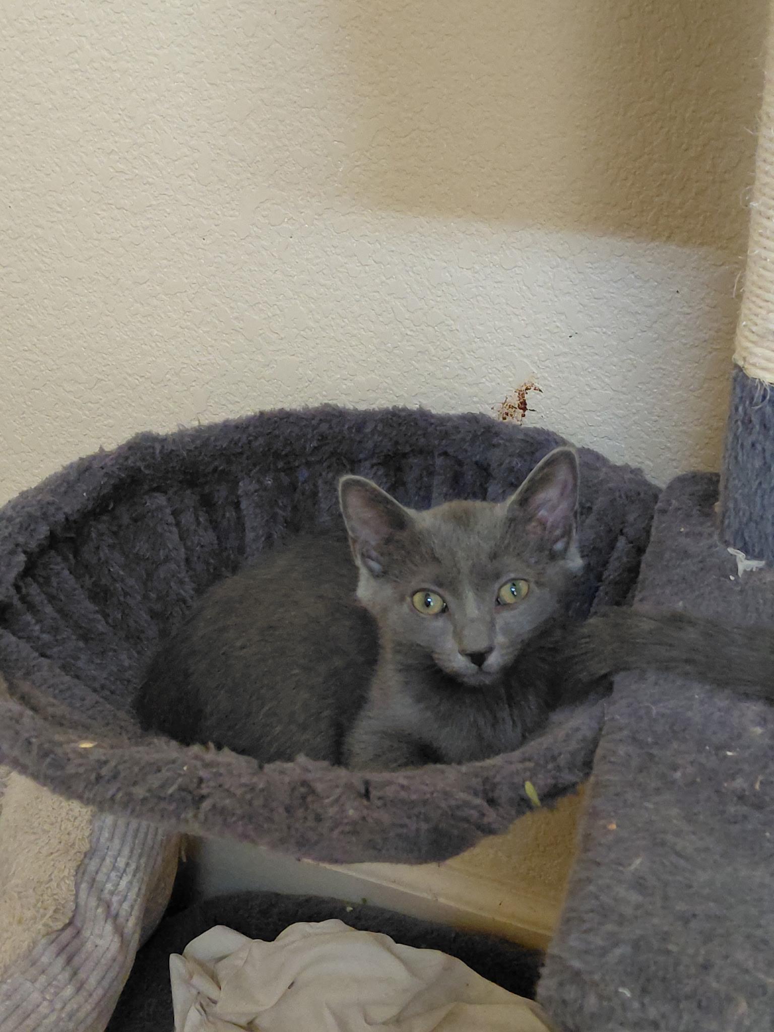 Bluey, a Adoptable Russian Blue in Petaluma, CA image 3/3