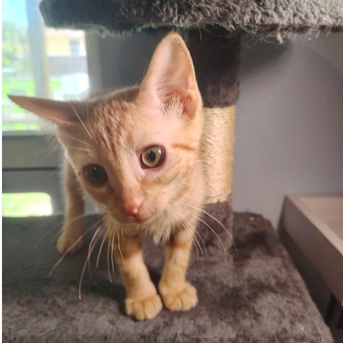 Xavier, Adoptable, Young Male Domestic Short Hair.