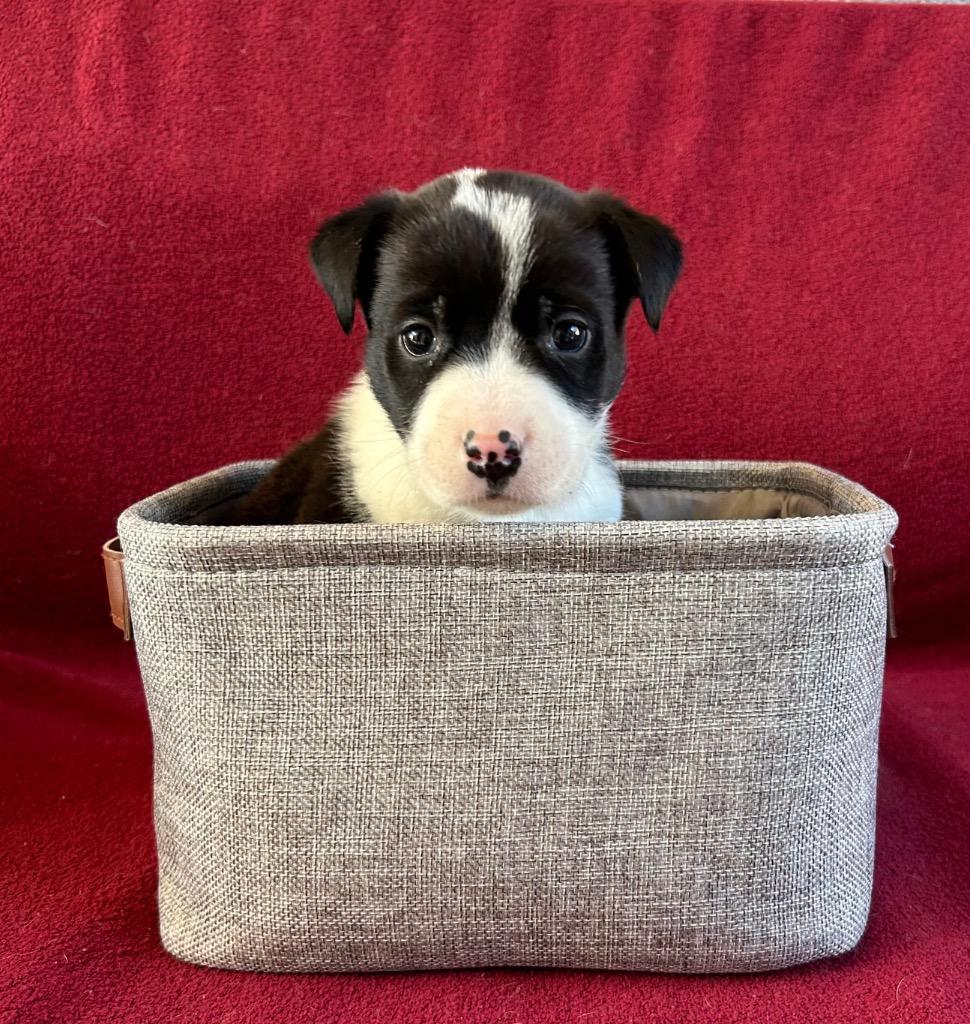 Bolt, Adoptable, Puppy Male Chihuahua.