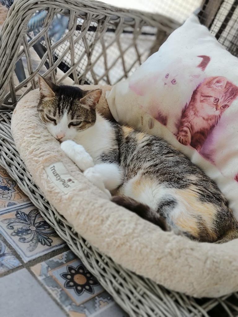 Enlarge Ori, an adoption pending Calico in Corral del Risco, NAY image 2/4