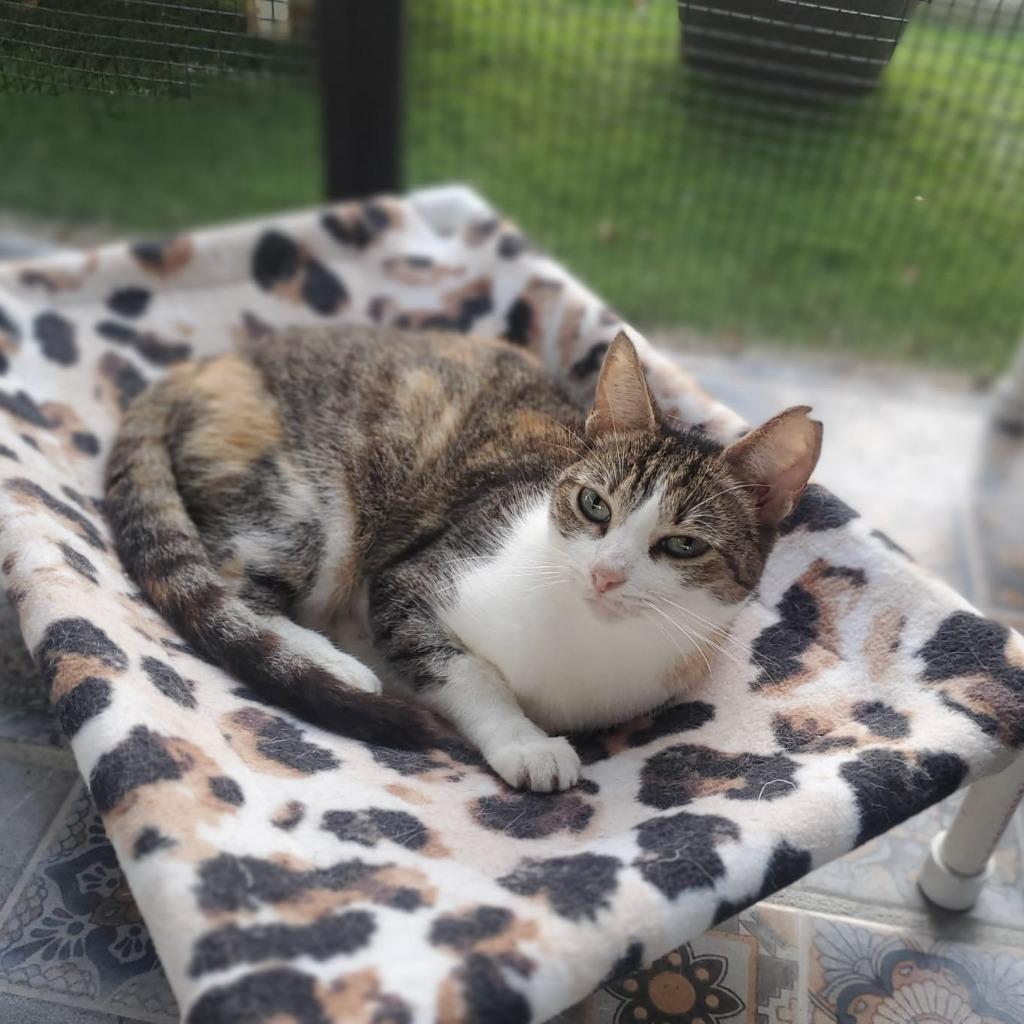 Enlarge Ori, an adoption pending Calico in Corral del Risco, NAY image 3/4