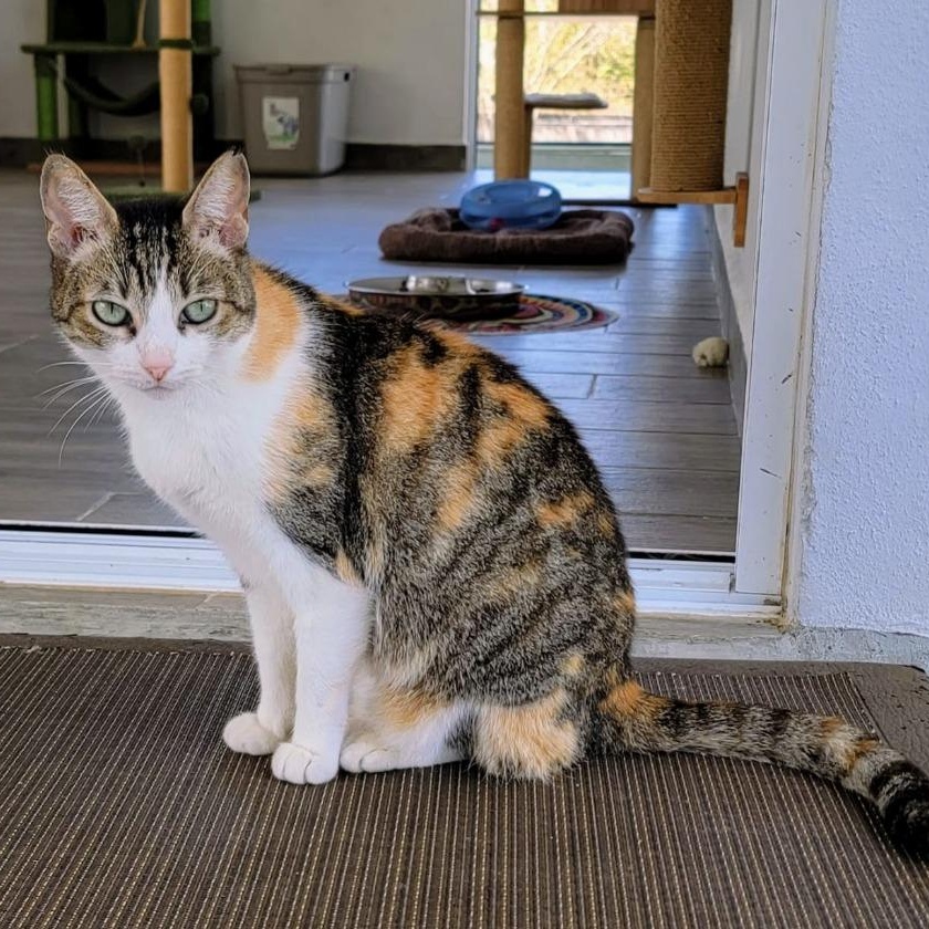 Enlarge Ori, an adoption pending Calico in Corral del Risco, NAY image 1/4