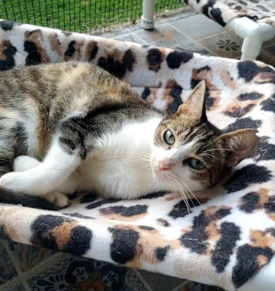 Enlarge Ori, an adoption pending Calico in Corral del Risco, NAY image 4/4