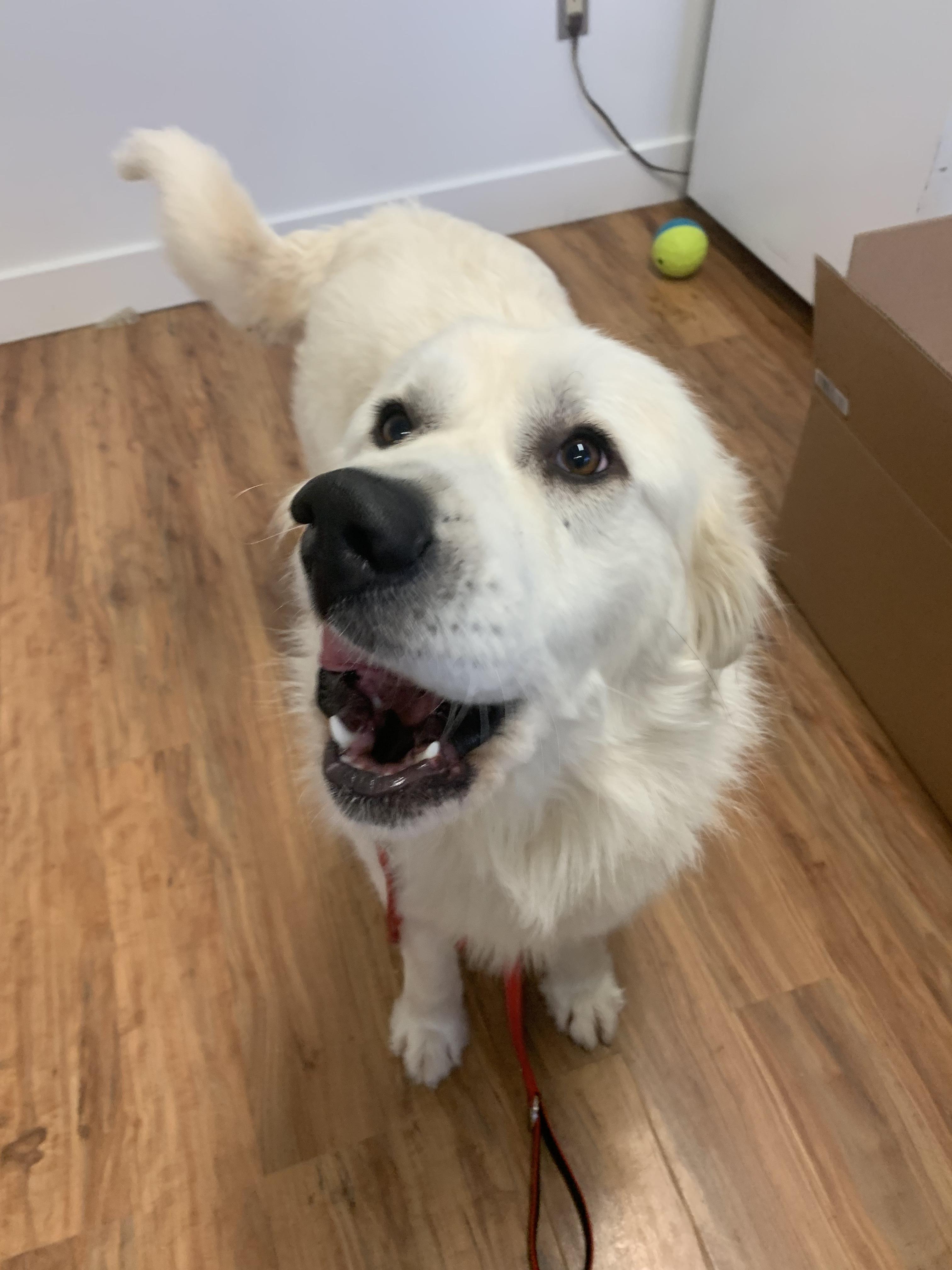 Enlarge Angel Puff, a ADOPTABLE Great Pyrenees in Grass Valley, CA image 3/6