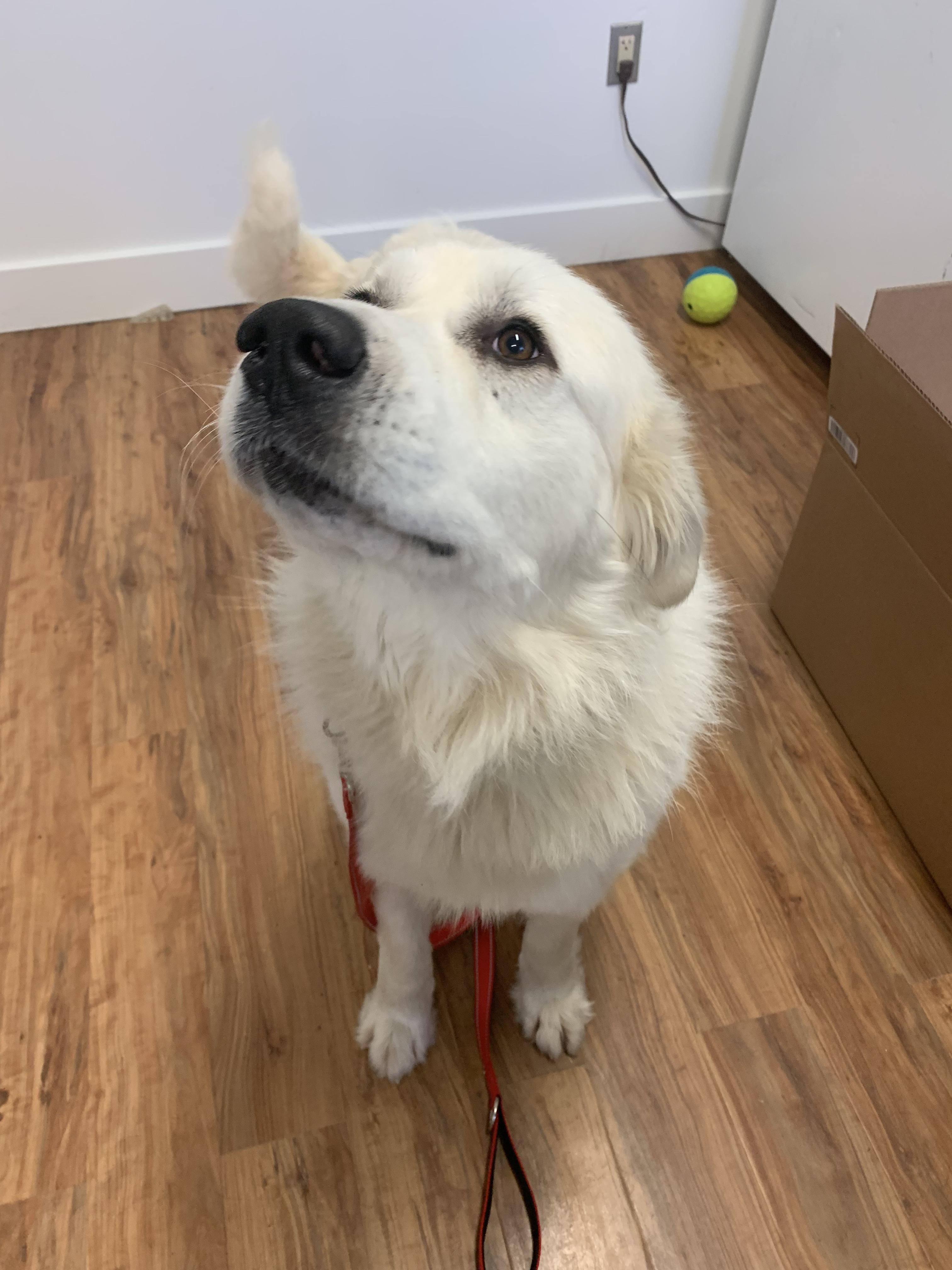 Enlarge Angel Puff, a ADOPTABLE Great Pyrenees in Grass Valley, CA image 4/6