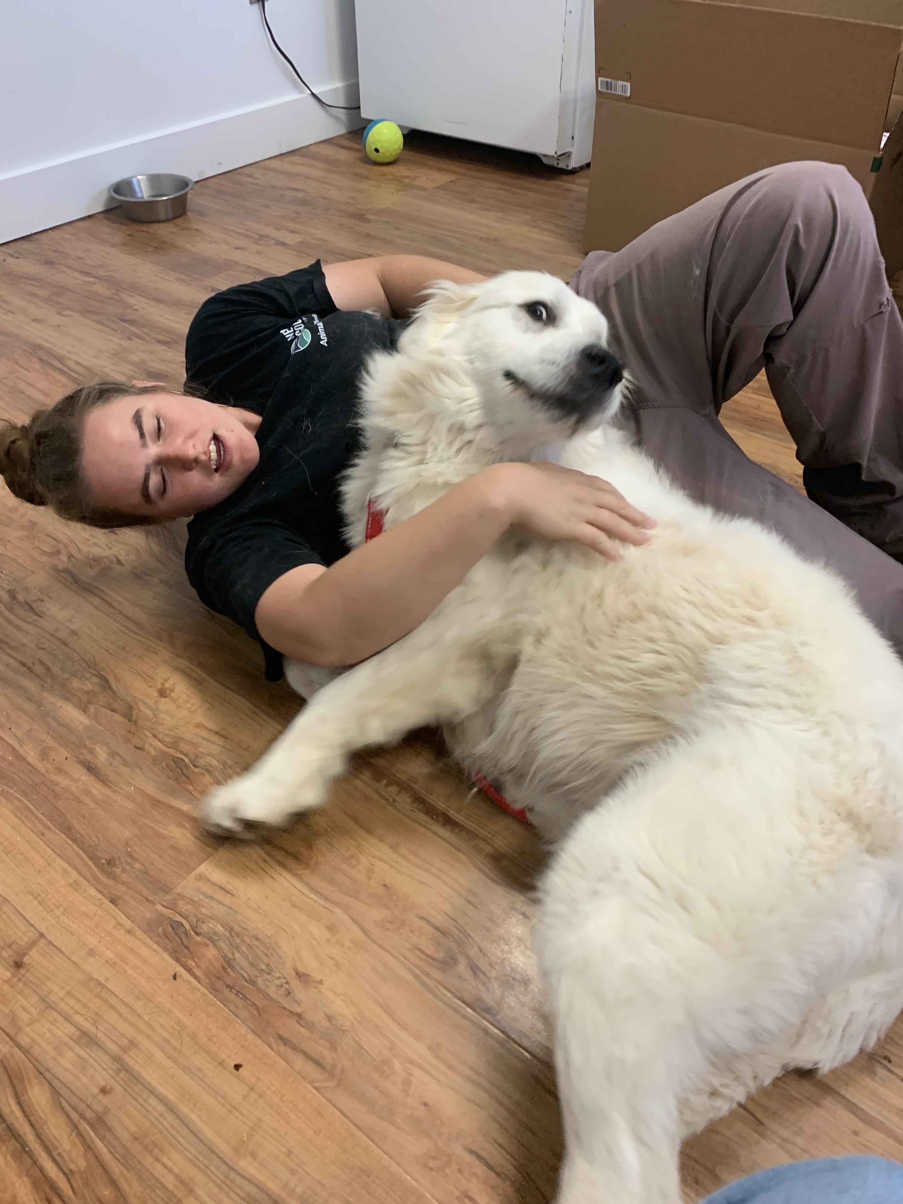 Enlarge Angel Puff, a ADOPTABLE Great Pyrenees in Grass Valley, CA image 5/6