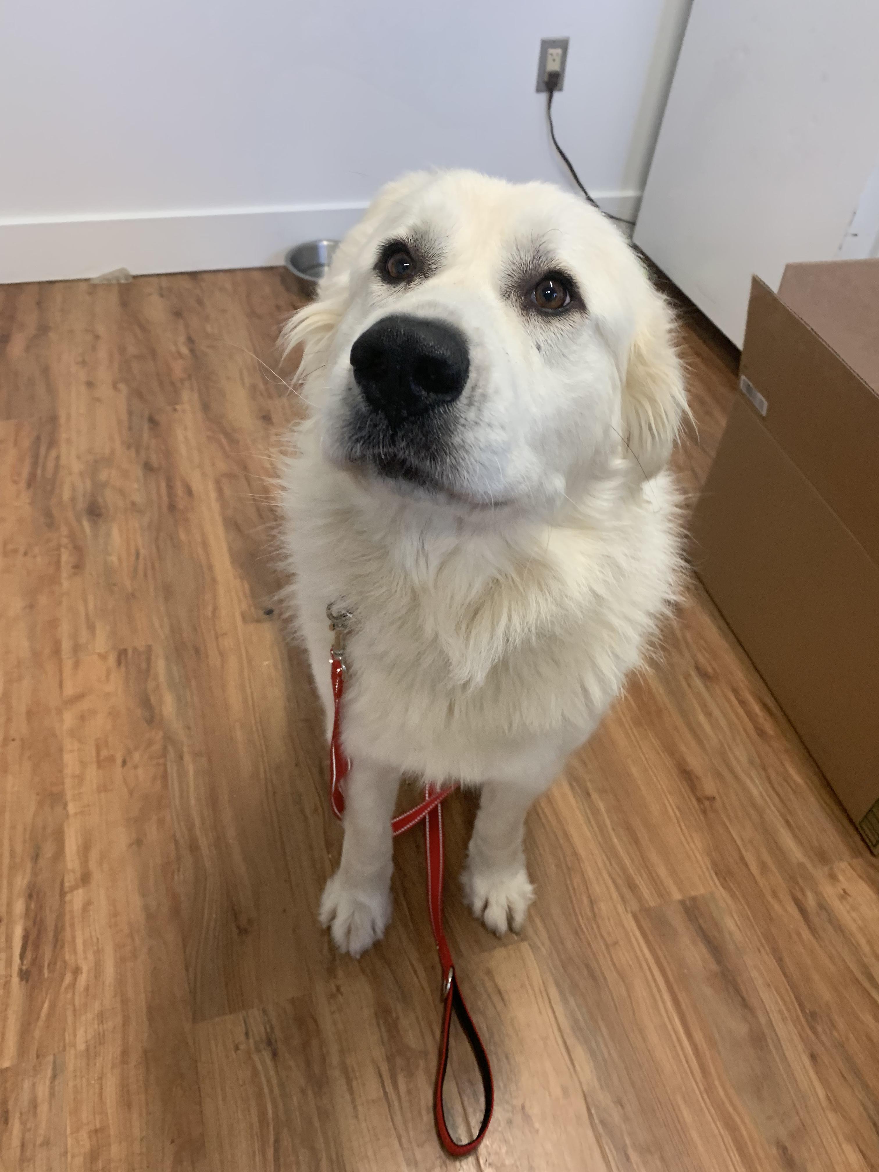 Enlarge Angel Puff, a ADOPTABLE Great Pyrenees in Grass Valley, CA image 1/6