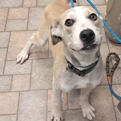 Enlarge Toby, a Adoptable mixed breed in Hollister, MO image 2/2