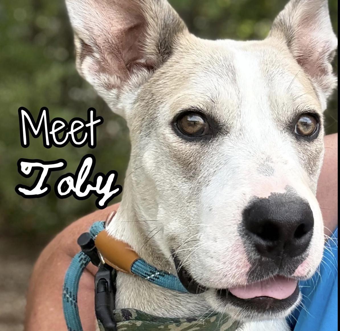 Enlarge Toby, a Adoptable mixed breed in Hollister, MO image 1/2