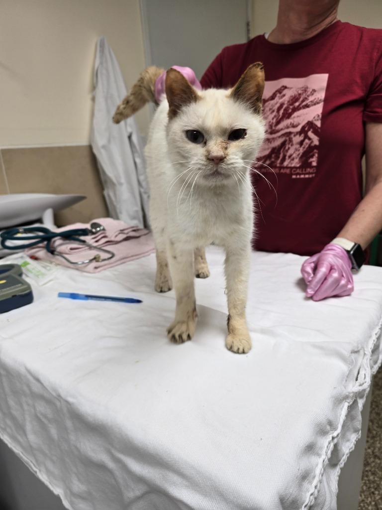 Ruby, Adopted, Senior Female Domestic Short Hair.