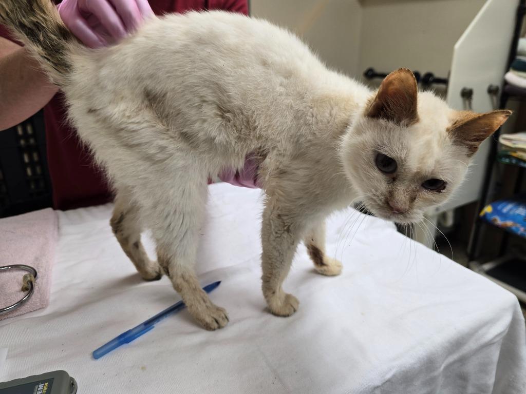 Ruby, a Adopted mixed breed in Pratt, KS image 2/2