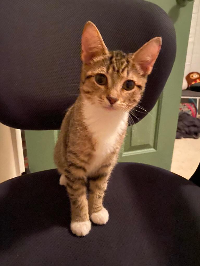 Skyler25, Adoptable, Young Female Domestic Short Hair.