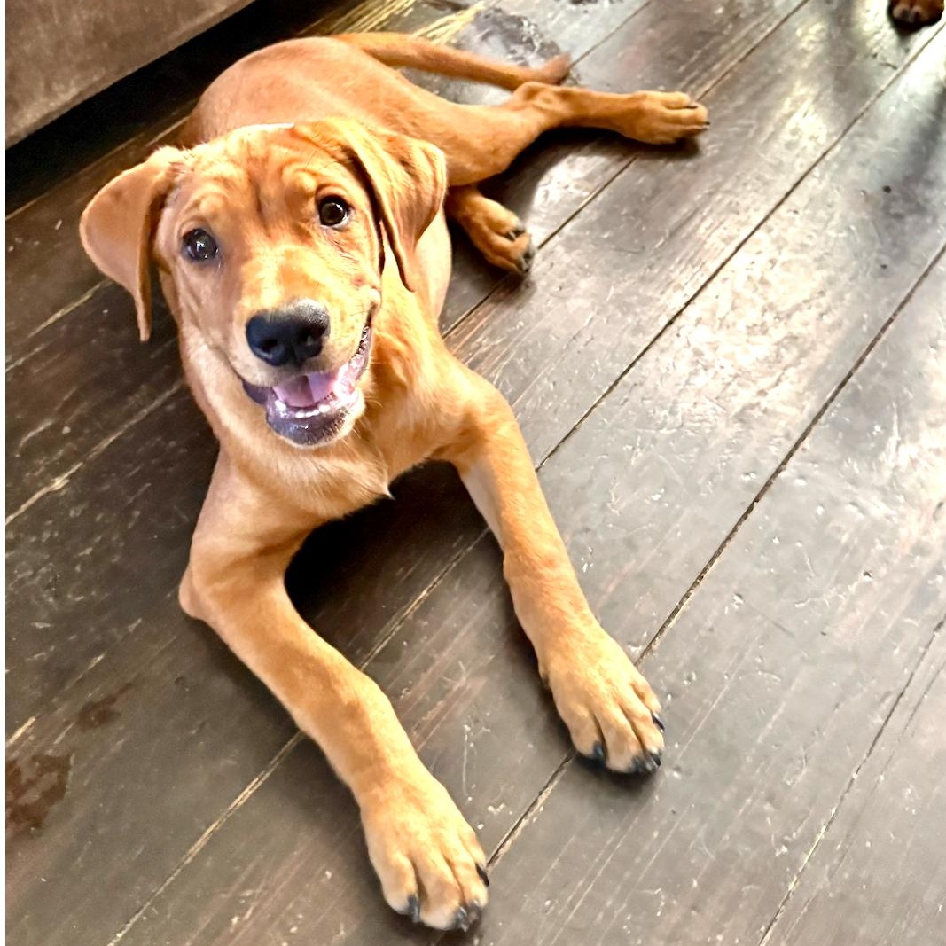 Dog for adoption - Jagger, a Retriever Mix in Cherry Hill, NJ | Petfinder