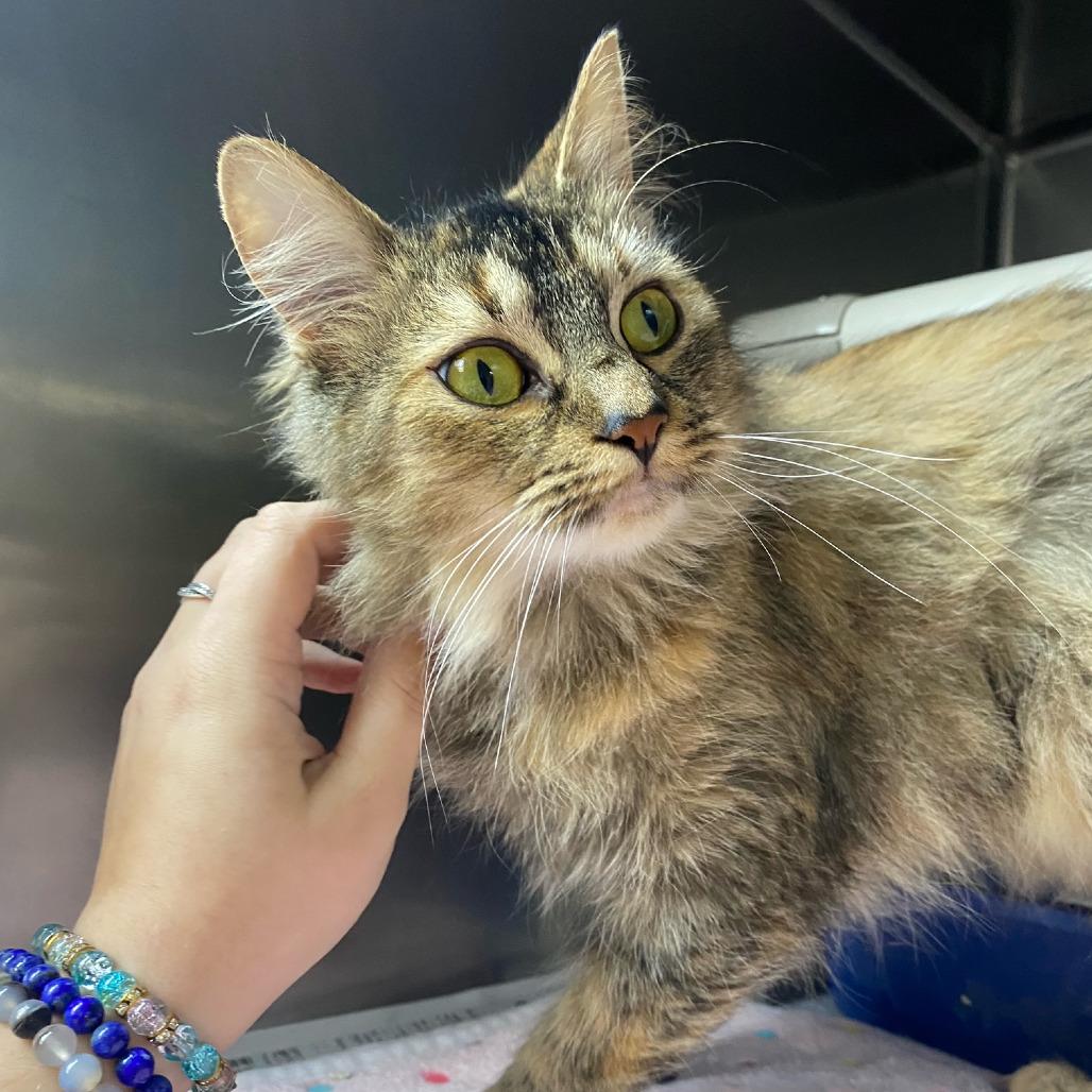 Enlarge Pippy Longstocking, a Adoptable Domestic Medium Hair in Newport, NC image 1/6