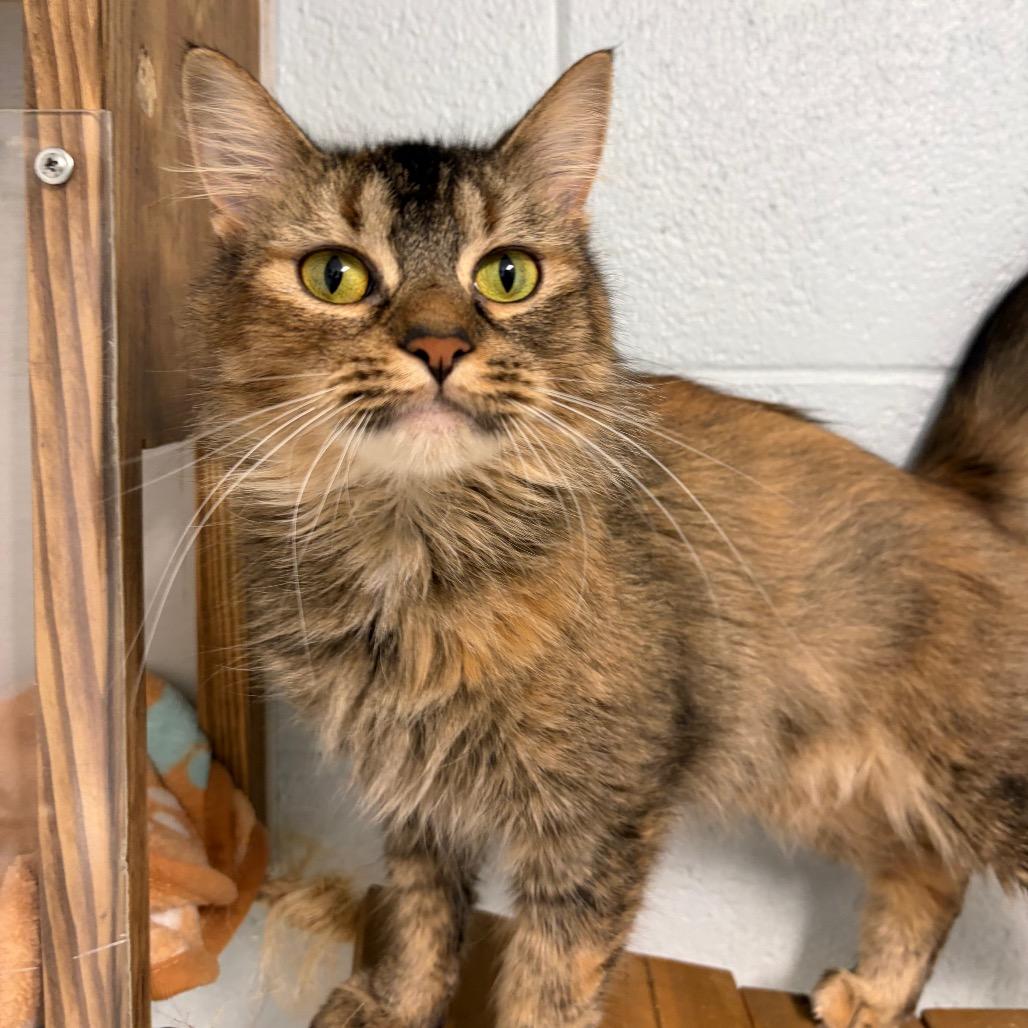 Enlarge Pippy Longstocking, a Adoptable Domestic Medium Hair in Newport, NC image 2/6