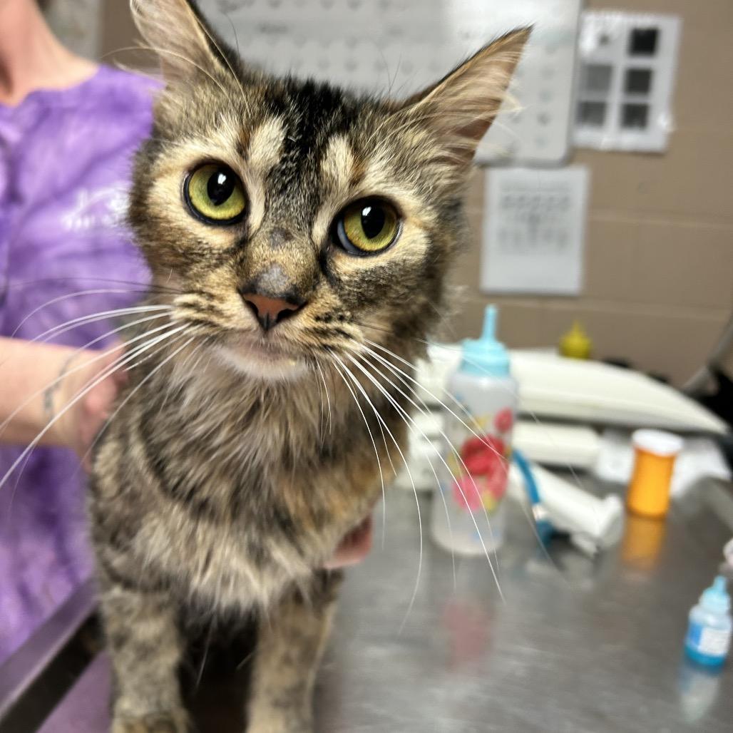 Enlarge Pippy Longstocking, a Adoptable Domestic Medium Hair in Newport, NC image 3/6