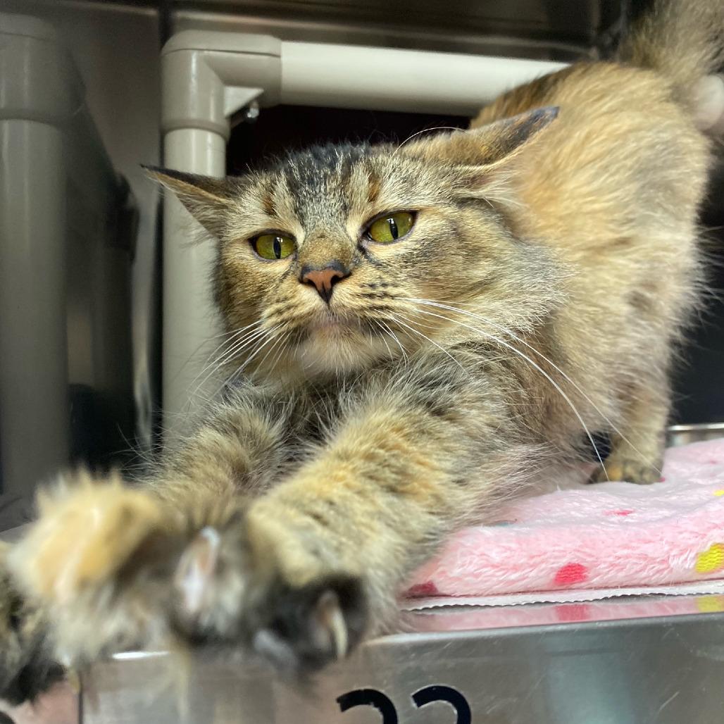 Enlarge Pippy Longstocking, a Adoptable Domestic Medium Hair in Newport, NC image 4/6