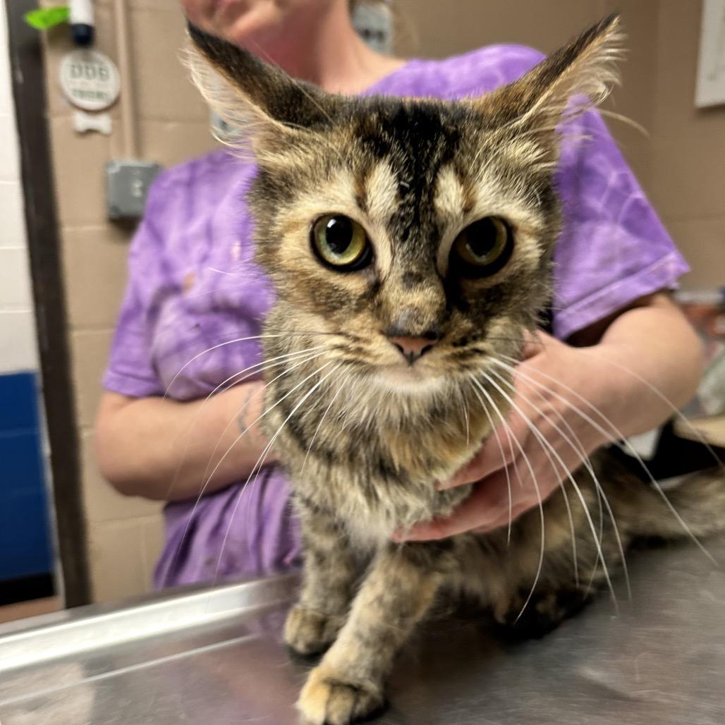 Enlarge Pippy Longstocking, a Adoptable Domestic Medium Hair in Newport, NC image 5/6