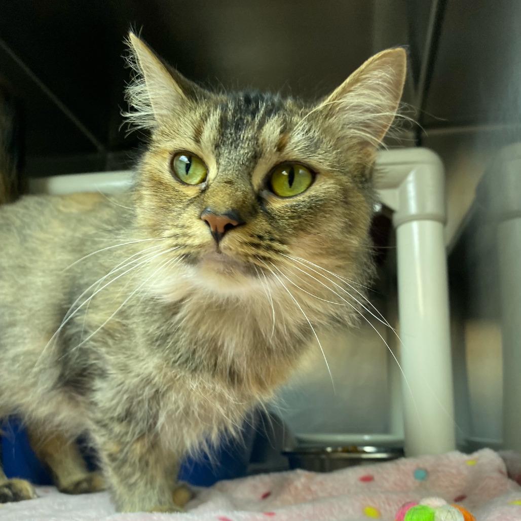 Enlarge Pippy Longstocking, a Adoptable Domestic Medium Hair in Newport, NC image 6/6